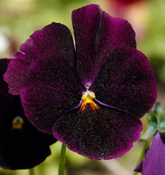 Wittrock Violet Garden Pansy Perennial Herbaceous Plant Belonging Violet Family — Stock Photo, Image