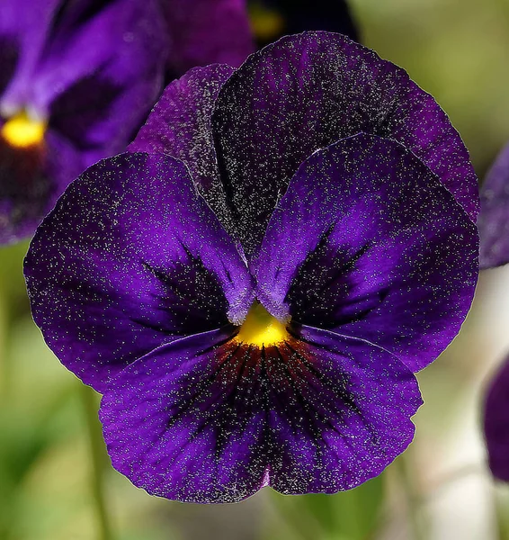 威特洛克紫罗兰 Wittrock Violet Garden Pansy 是一种多年生草本植物 属于紫罗兰家族 — 图库照片