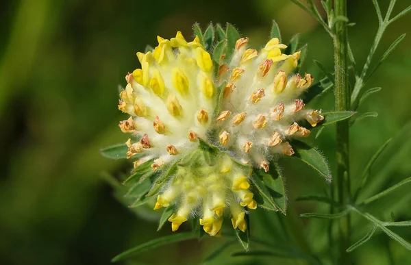 Flower Ulcer wound healing or Ulcer common, or Cinder or Hare clover, or Yellow hare clover is a herbaceous plant, the legume family