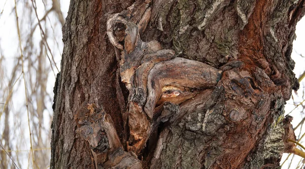 Ein Baum Dem Mit Fantasie Das Gesicht Eines Tieres Erraten — Stockfoto