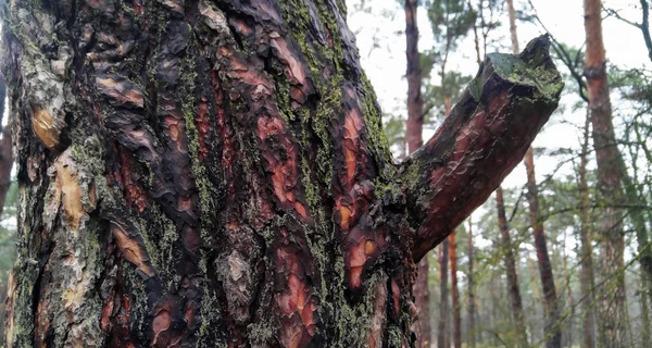 Fura Formájú Fák Őszi Erdőben — Stock Fotó