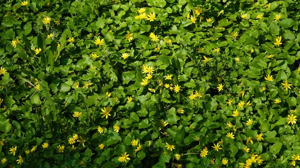 Jarní Květiny Chistyak Jaře — Stock fotografie