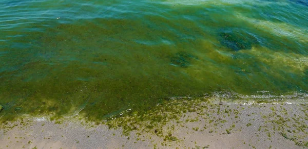 Green Mud Water Lake Shore — Stock Photo, Image