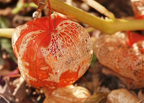 Physalis Ordinary Chinese Lanterns Herbaceous Plant Red Buds — Stock fotografie