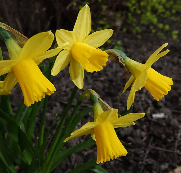 Цветок Нарцисса Желтый Ложно Посаженный Парках Города Киева — стоковое фото