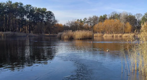 Ein Mann Schwimmt Winter Einem See Zwischen Eis Und Enten — Stockfoto