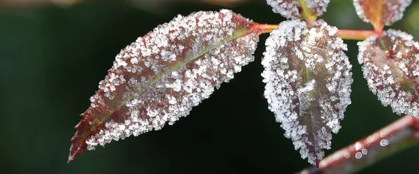 Green Leaves Covered Hoarfrost Spring Forest — Stok Foto