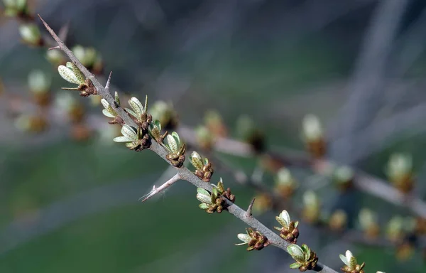 Hipofae Rhamnoides Roślin Oddział Wczesną Wiosną — Zdjęcie stockowe
