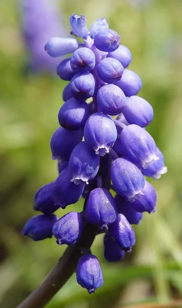 stock image Purple flowers Muscari Armenian