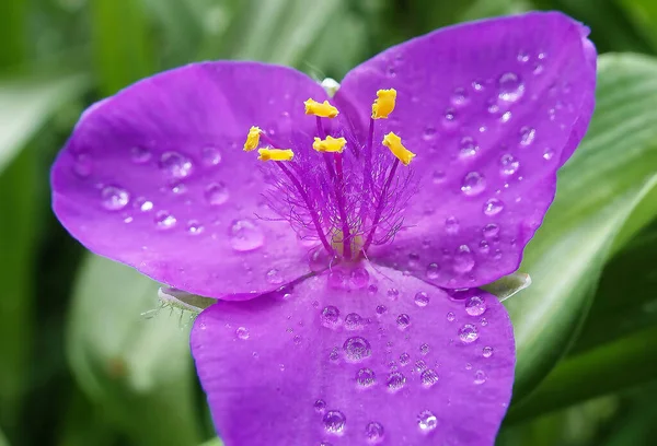 トレデスカンティア バージニアの花非常に繊細で美しいクローズアップ — ストック写真