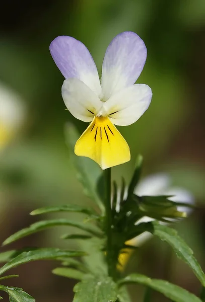 Flowers Field Violet or Wild Pansy (Heartsease) herbaceous plant close-up beautiful and delicate Violet family