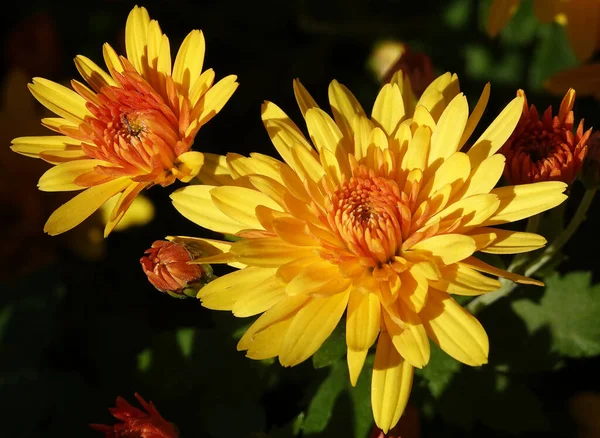 stock image Flower Garden Chrysanthemum or Mulberry Chrysanthemum, or Chinese Chrysanthemum is a plant, Asteraceae family, genus Chrysanthemum