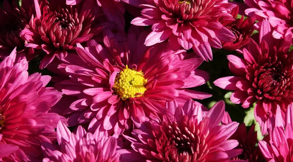 stock image Flower Garden Chrysanthemum or Mulberry Chrysanthemum, or Chinese Chrysanthemum is a plant, Asteraceae family, genus Chrysanthemum