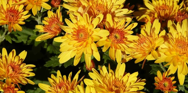 stock image Flower Garden Chrysanthemum or Mulberry Chrysanthemum, or Chinese Chrysanthemum is a plant, Asteraceae family, genus Chrysanthemum