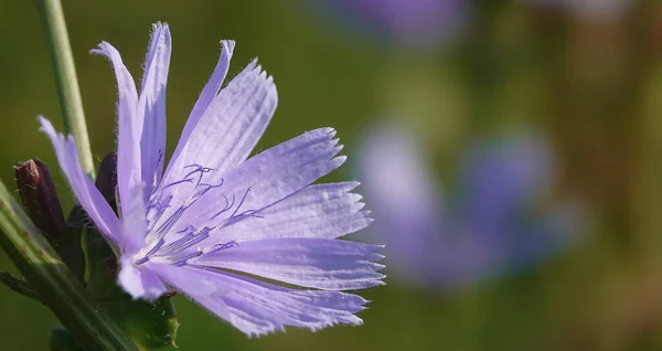 Cichorium Intybus Een Meerjarige Kruidachtige Plant Uit Familie Asteraceae — Stockfoto