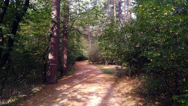 Aleja Letnim Lesie Stopionymi Drzewami Postaci Tunelu — Zdjęcie stockowe