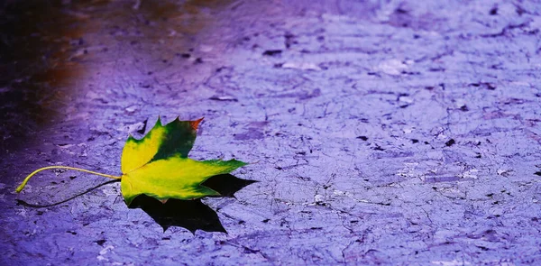 Sad Autumn Leaf Dark Marble — Stock Photo, Image
