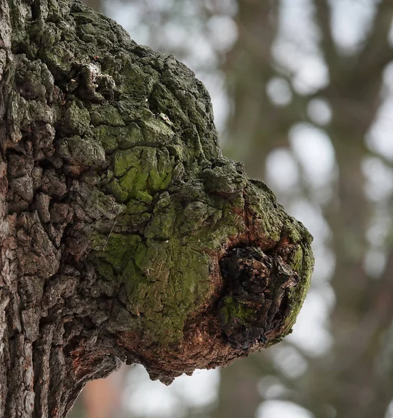 野猪脸 野猪脸在一棵树上用幻想来猜测野猪脸的树 — 图库照片