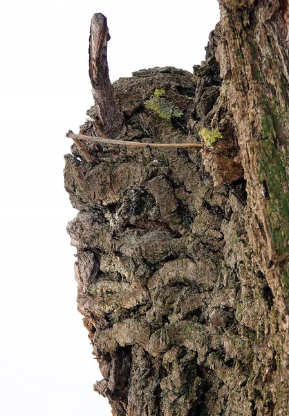 Uma Árvore Com Rosto Diabo Diabo Você Olhar Atentamente — Fotografia de Stock