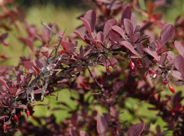 Bir çalılığın dallarında bir sürü çilek