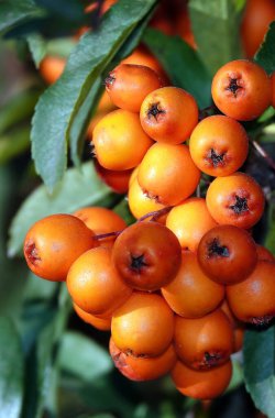 Ağaç dallarında bir sürü yaban mersini