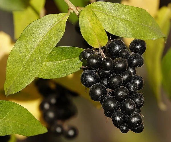 Many black berries of Elderberry on the branches of a bush