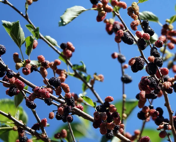 Mulberry Berries Mulberry Tree — Foto Stock