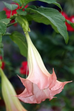 Brugmansia Çiçekleri - Altın Kanlı Çok Renkli Çok narin ve güzel
