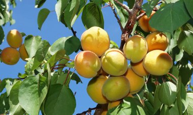 Ağaç dallarında bir sürü olgun kayısı