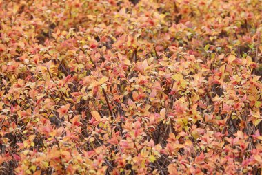 Spirea japonica çalıları baharda çiçek açar