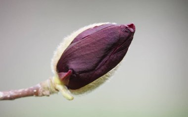 Magnolia zambağı ağacı ve büyük burgundy çiçekleri yakın plan.