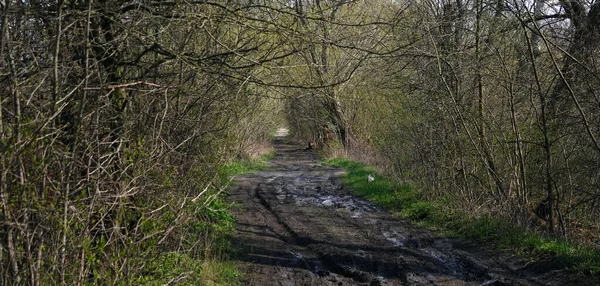木々や茂みの間の未舗装のぼやけた田舎道 — ストック写真