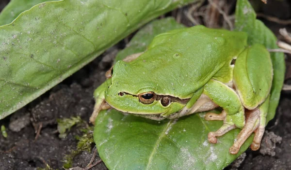 Tree Frog Genus Kvaksh Common Tree Frog — Stock Photo, Image