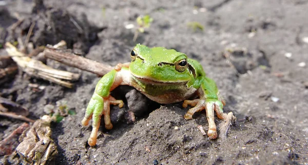 개구리 그리고 Kvaksh Common Tree Frog — 스톡 사진