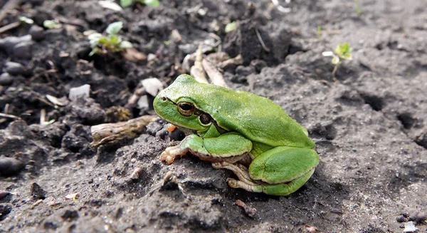 Tree Frog Género Kvaksh Common Tree Frog — Foto de Stock