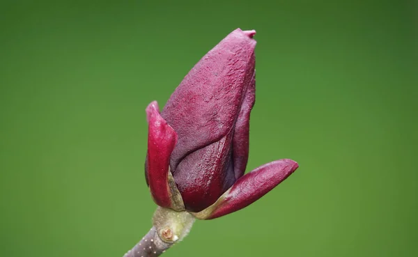 Magnolia Liliaceae Strom Velkou Burgundy Květinové Pupeny Close — Stock fotografie