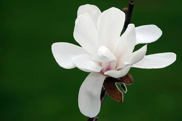 Magnolia Star Tree Large White Flowers Close — Stock Photo, Image