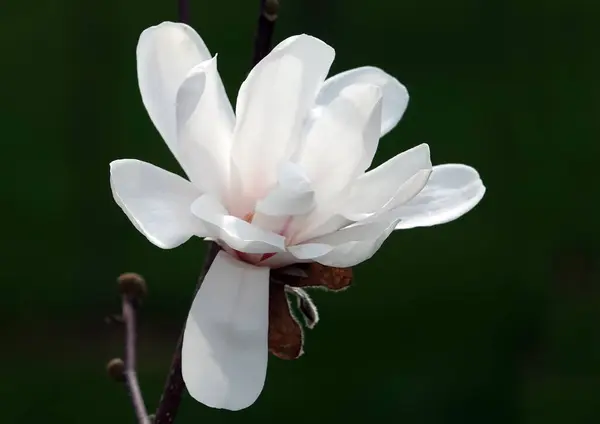 stock image Magnolia star tree with large white flowers close up