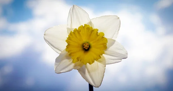 Narcissus Blomma Mot Himlen Närbild — Stockfoto
