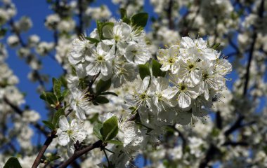 İlkbaharda meyve dallarında kiraz çiçekleri