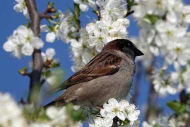 İlkbaharda meyve dallarında kiraz çiçekleri