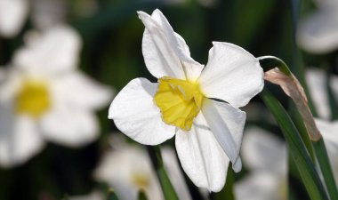 Çiçek narsisleri, açık havada büyüyen şiirsel yakın plan.