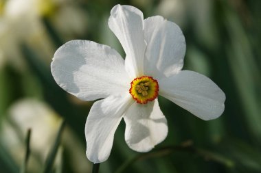 Çiçek narsisleri, açık havada büyüyen şiirsel yakın plan.