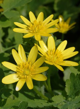 Baharın başlarında Chistyak vernalis veya Ranunculus vernalis veya Salata veya Marul.