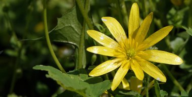Baharın başlarında Chistyak vernalis veya Ranunculus vernalis veya Salata veya Marul.