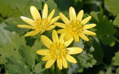 Baharın başlarında Chistyak vernalis veya Ranunculus vernalis veya Salata veya Marul.