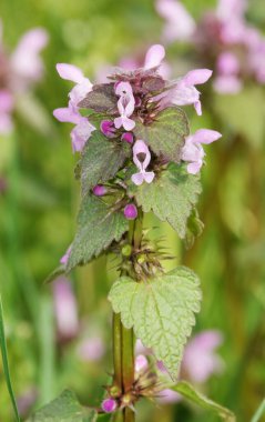 İlkbaharın başlarında lavanta çiçeği moru
