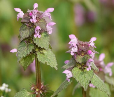 İlkbaharın başlarında lavanta çiçeği moru