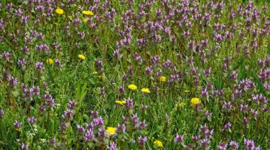 İlkbaharın başlarında lavanta çiçeği moru