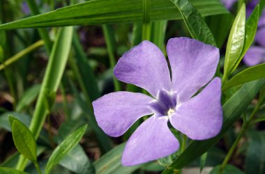 Çiçekler Periwinkle otlağı Ormanda leylak çiçeğiyle